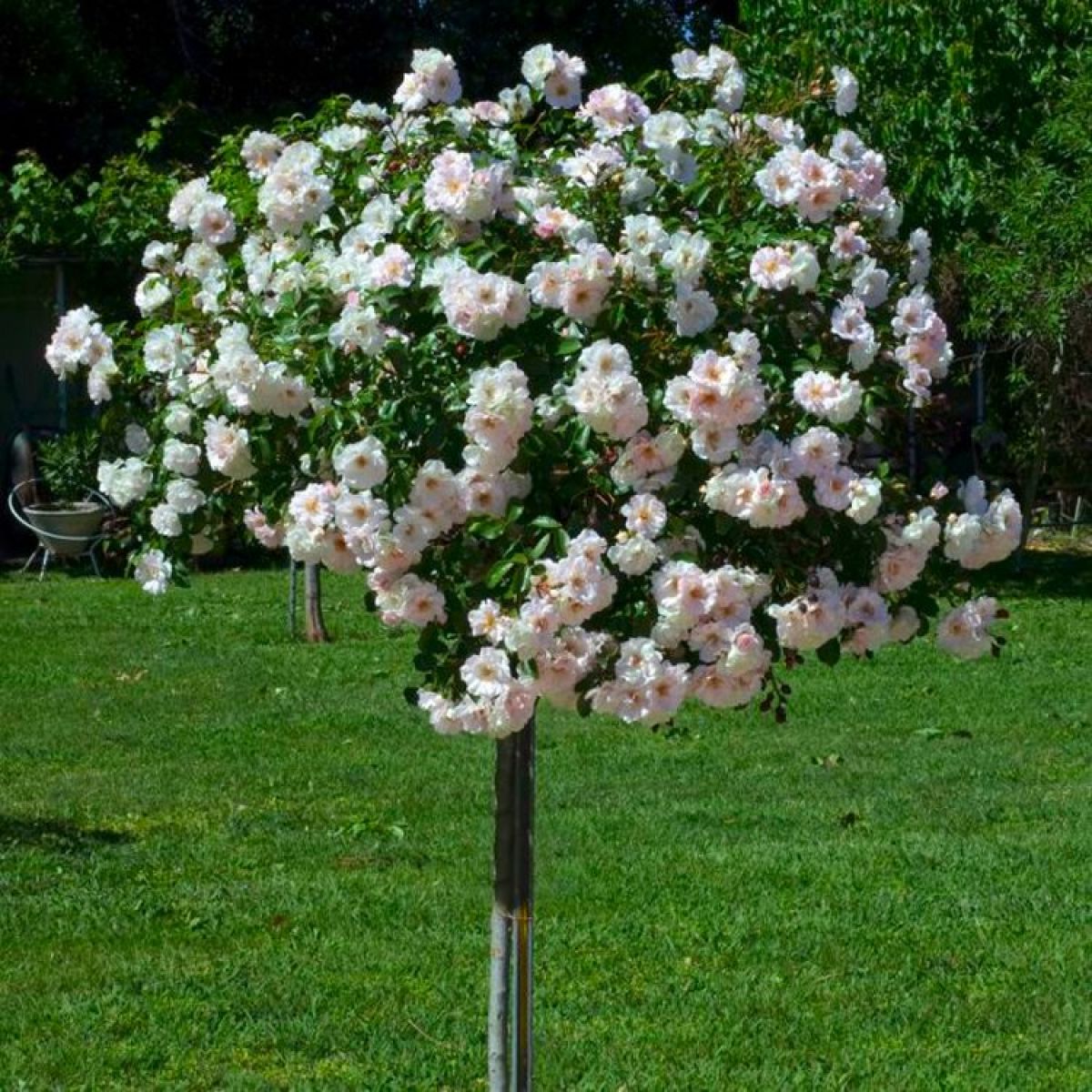 Large Standard Rose Tree - 'Edelweiss' Weeping Rose Tree