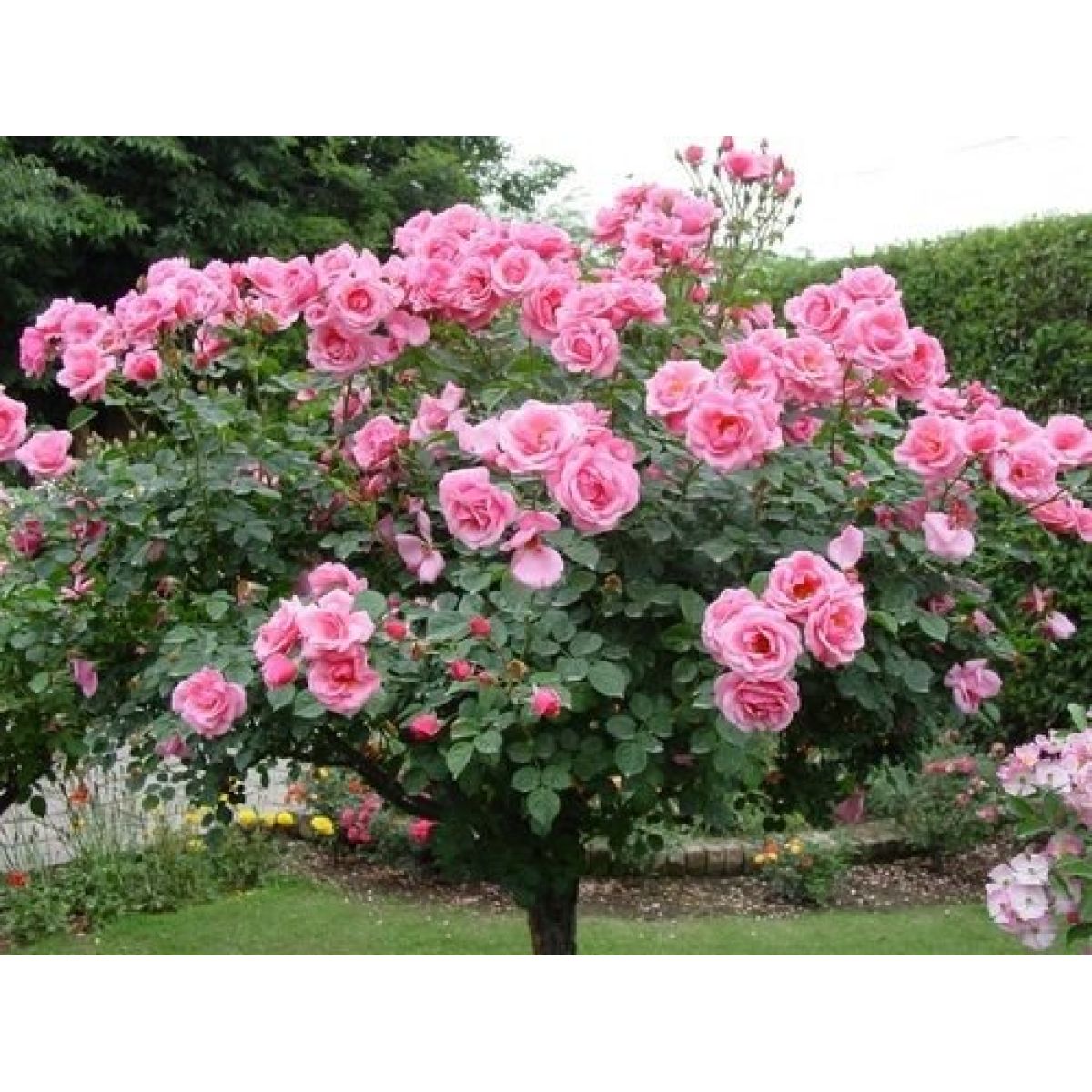 Rose Papillon