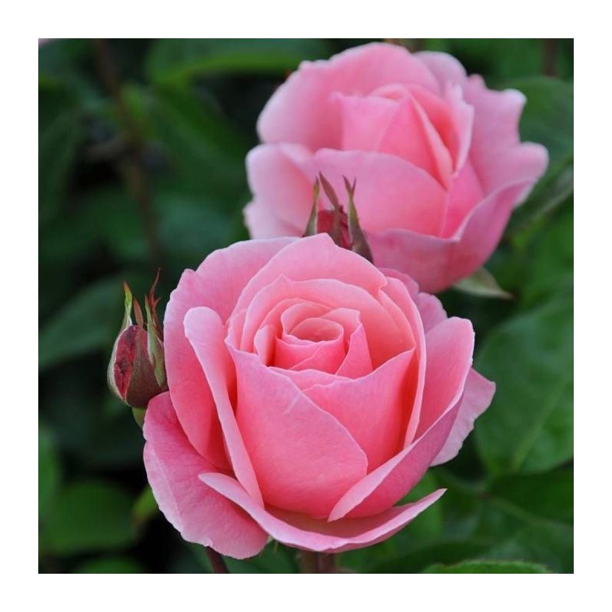 Rose Queen Elizabeth