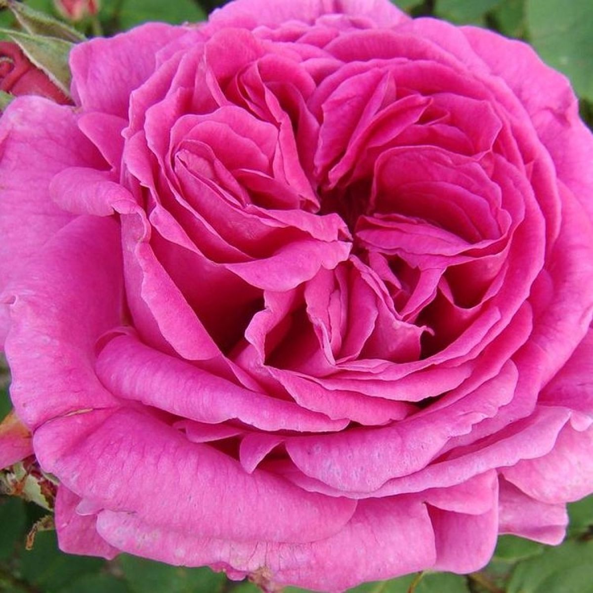 Rose Madame Isaac Pereire - Shrub Rose main product photo