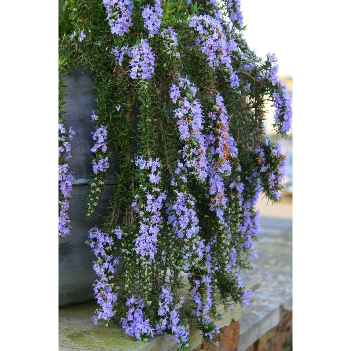 Rosmarinus officinalis Prostratus - Trailing Rosemary
