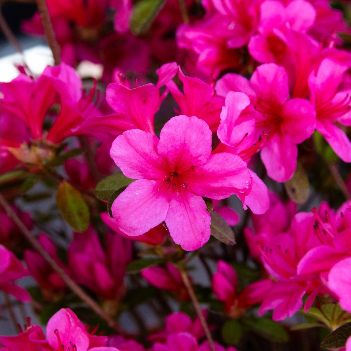 Azalea Japonica Apotheose Dwarf Japanese Rhododendron Evergreen Azalea Japonica Apotheose Dwarf Japanese Rhododendron Evergreen