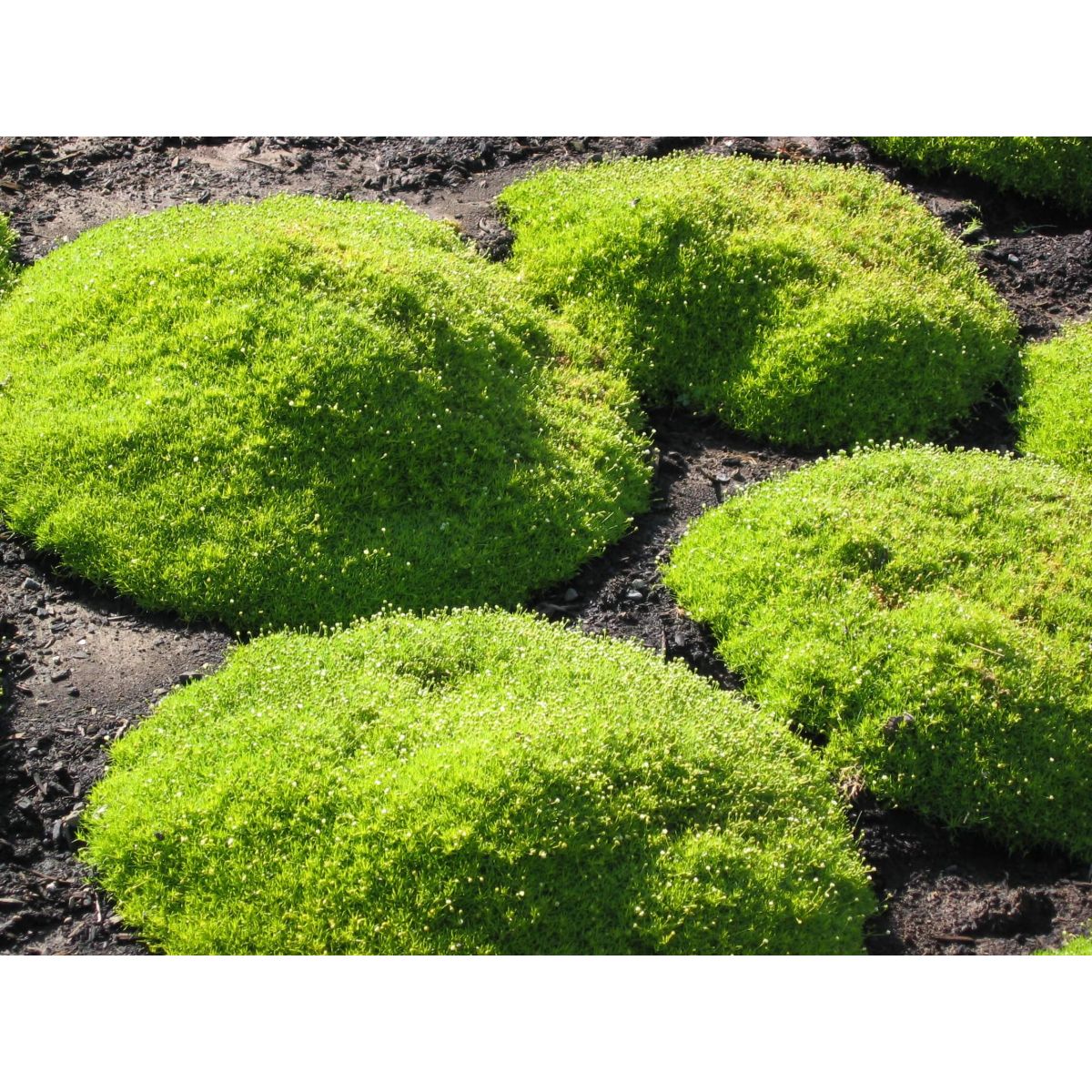 Scleranthus Biflorus - Irish Moss - Pine Green