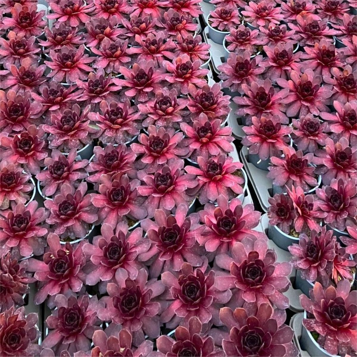 Sempervivum Onyx main product photo