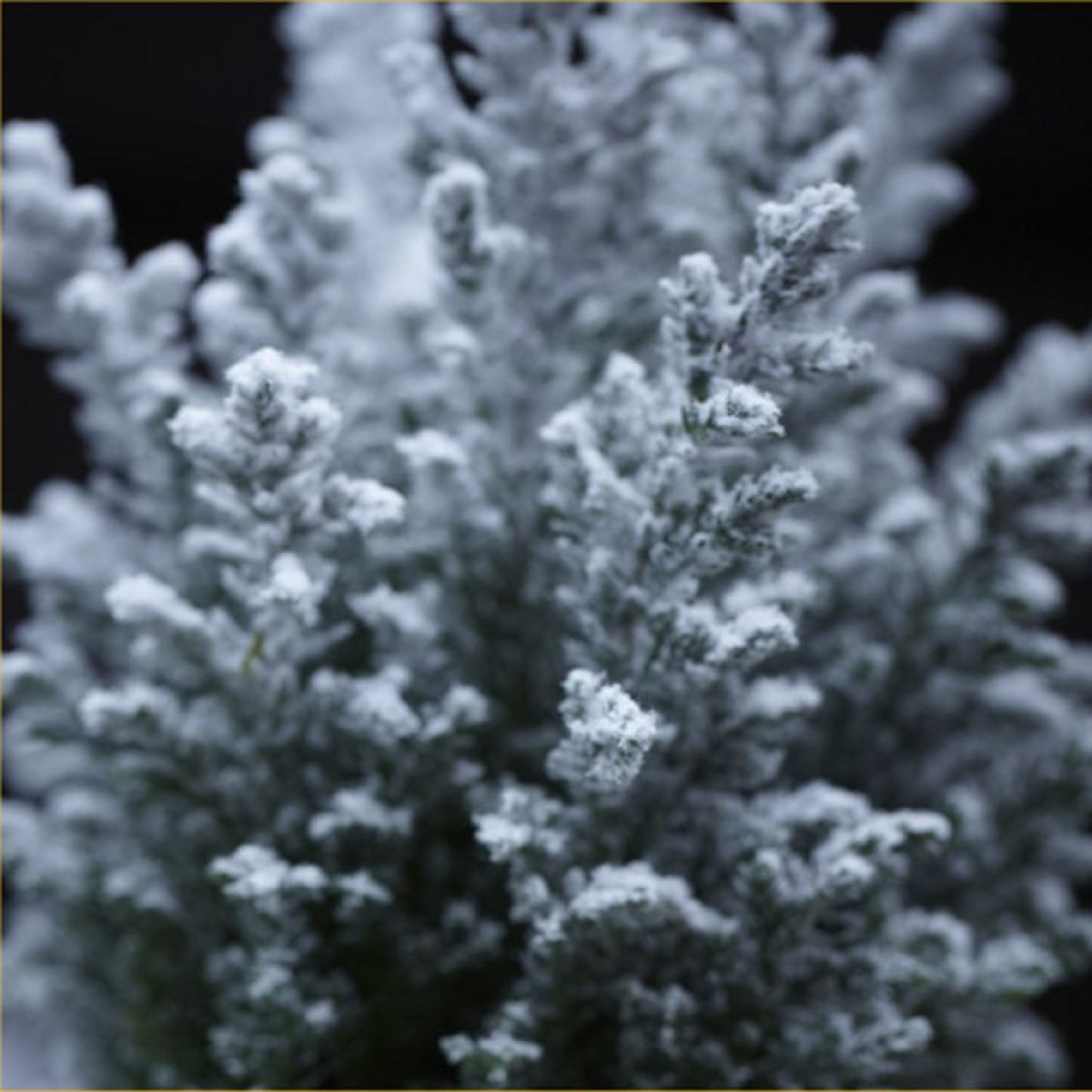 Mini Snow Covered Christmas Fir