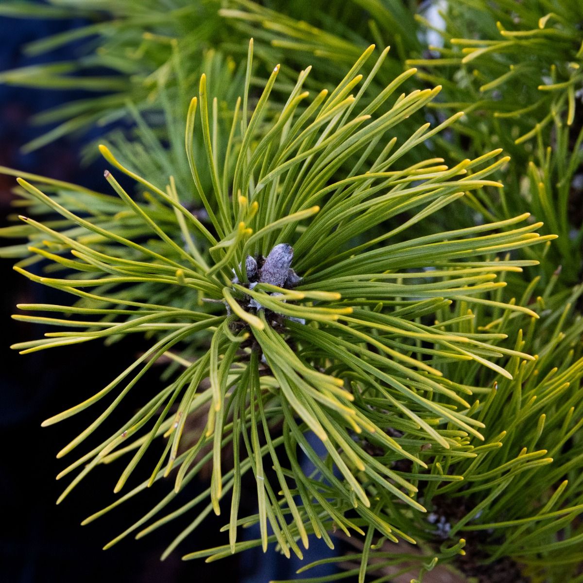 Pinus mugo Winter Gold - Dwarf Golden Mountain Pine - LARGE SPECIMEN