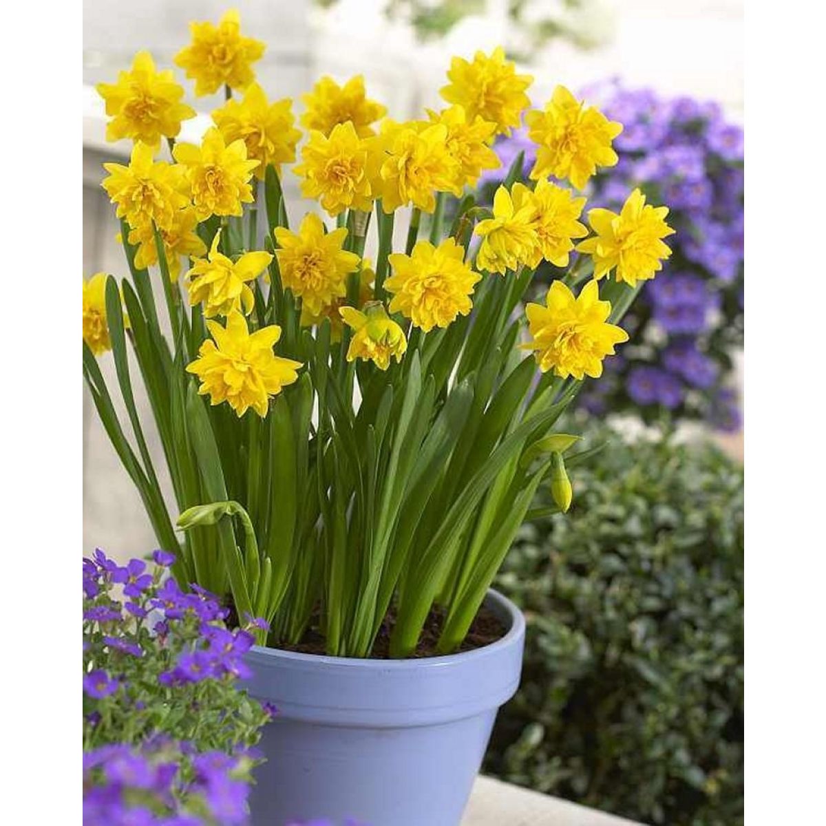 Double Flowering Tete Boucle Dwarf Daffodils - Pack of 25 Bulbs