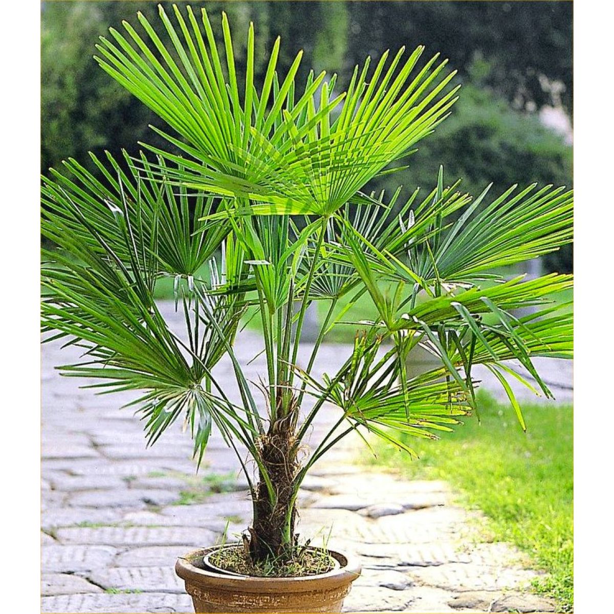 Trachycarpus fortunei Hardy Chusan Windmill Fan Palm Young 30 40cm Hardy Palm Tree