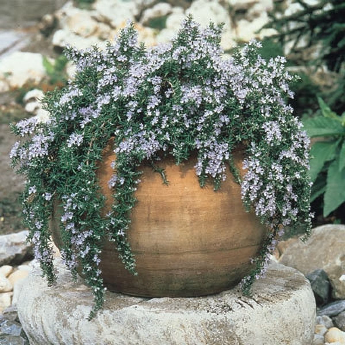 Rosmarinus officinalis Prostratus - Trailing Rosemary