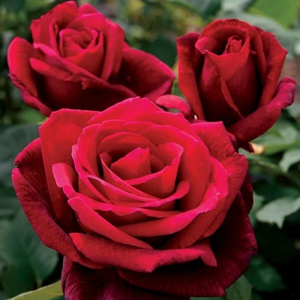 Rose 'Mister Lincoln' - Large Standard Rose Tree - circa 130-150cm