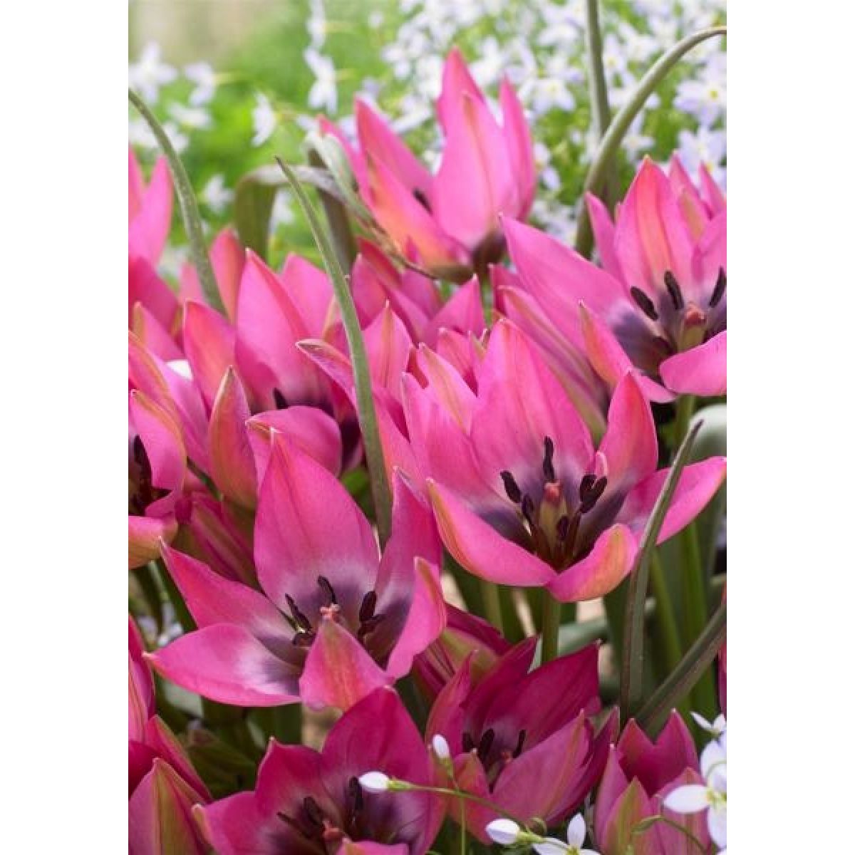 Tulip species Violetto - Pack of 5