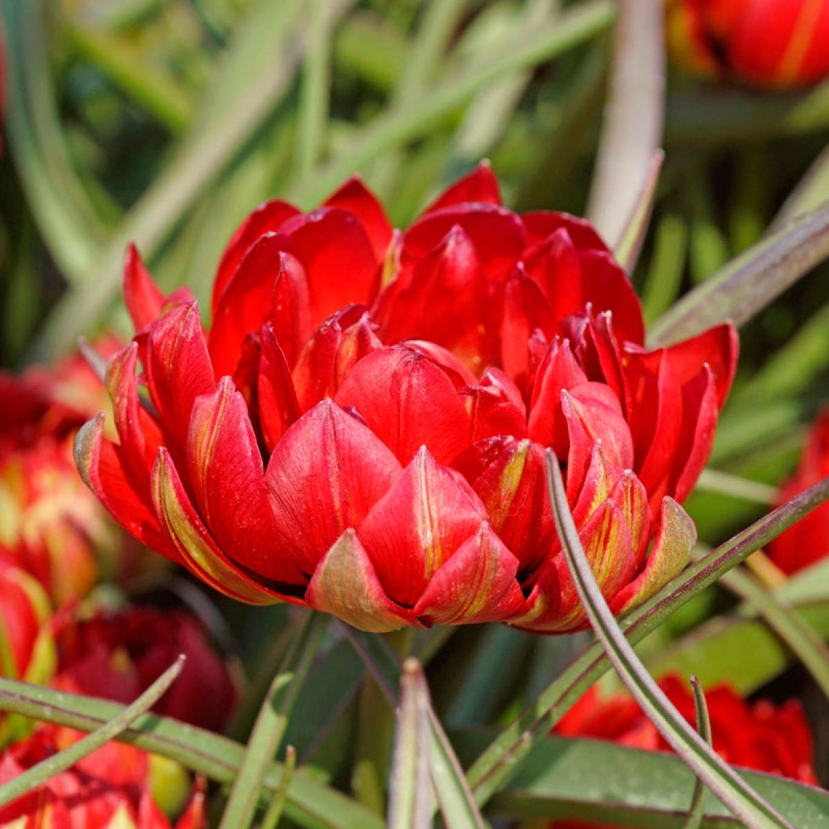Tulip Samantha - Pack of 5