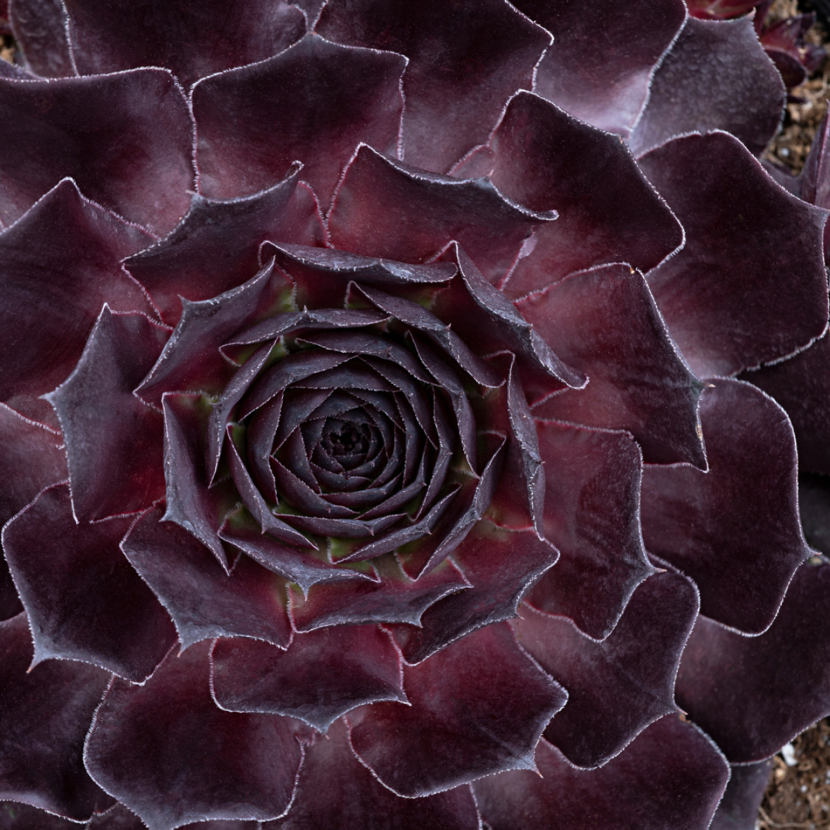 Sempervivum Onyx