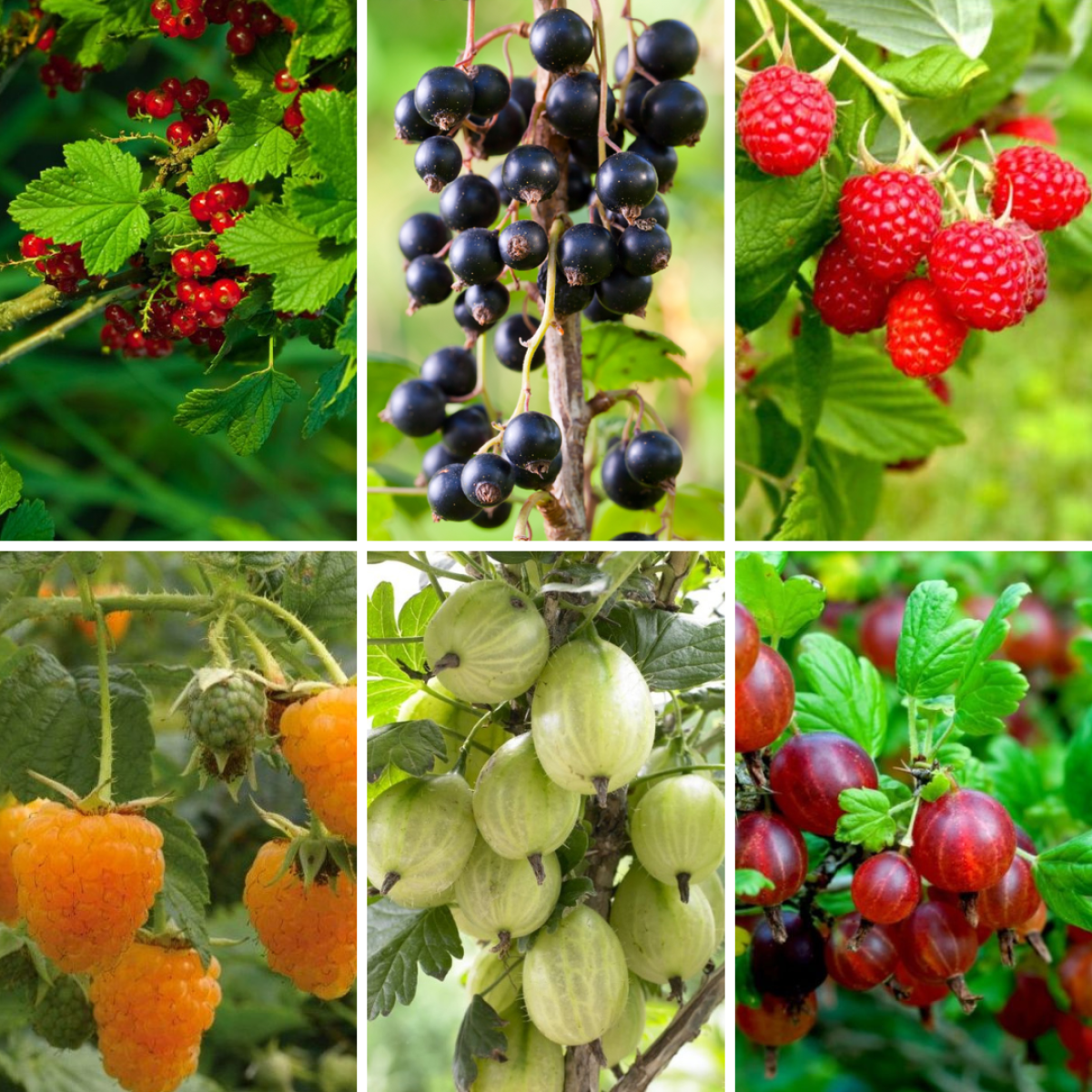 Summer Roots Grow Your Own - Summer Fruit Pudding Collection - SIX Fantastic Bare ...