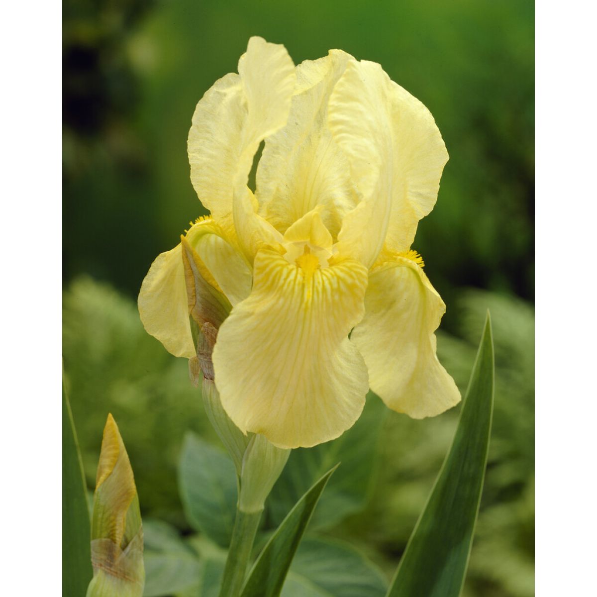 Iris 'Sangreal'