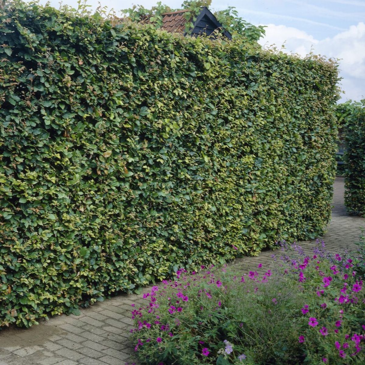 10x 3-4ft Hornbeam native semi-evergreen hedge plants bare root hedging good for damp soil