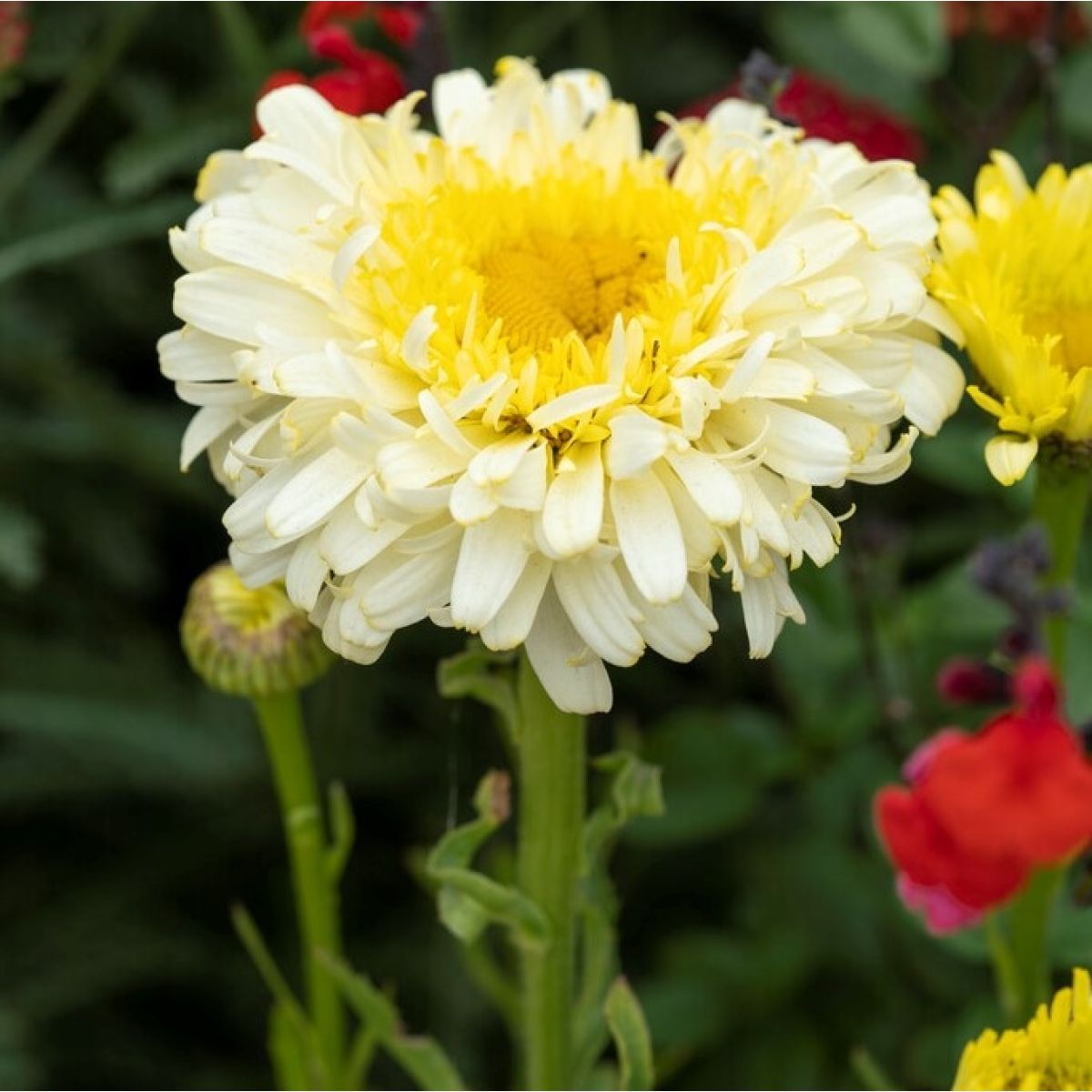 Leucanthemum Real Charmer - Large Plant