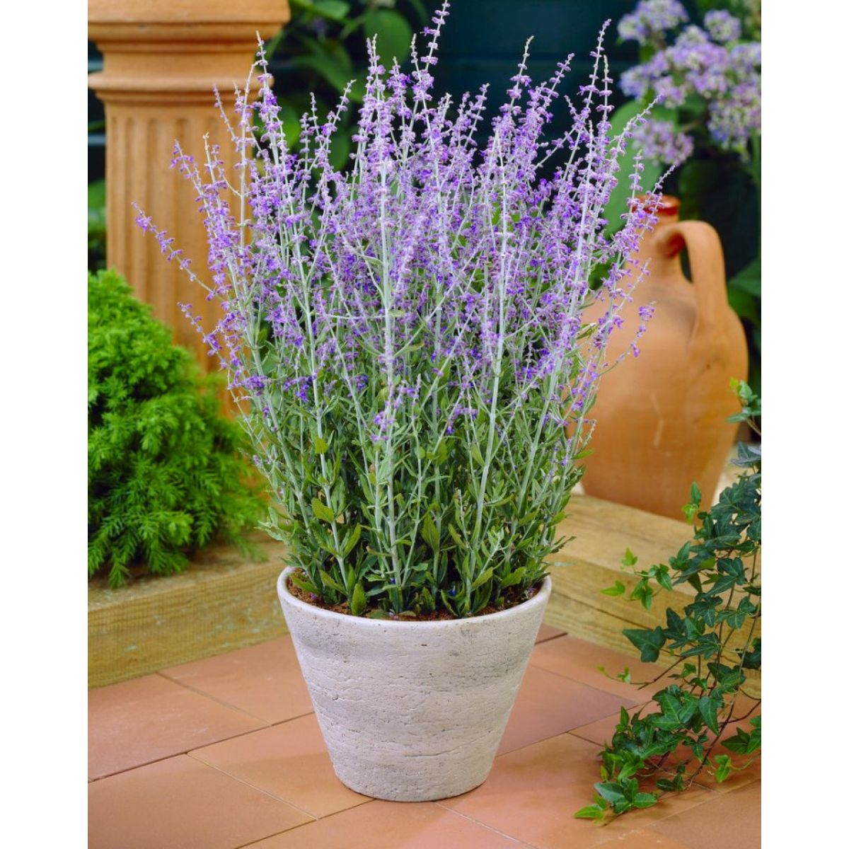 Perovskia Blue Spire - Russian Sage