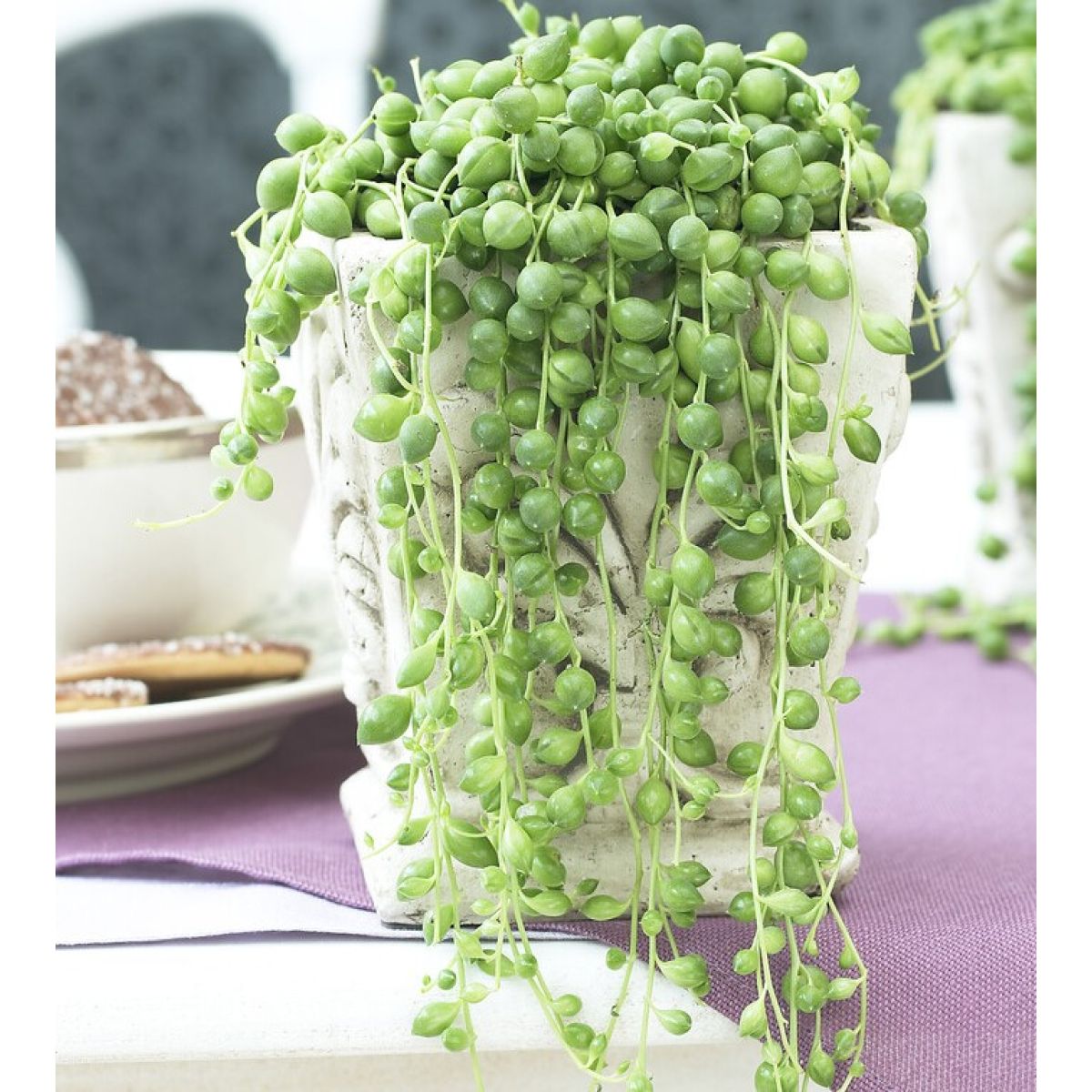 String of Pearls - Senecio Rowleyanus in Hanging Basket