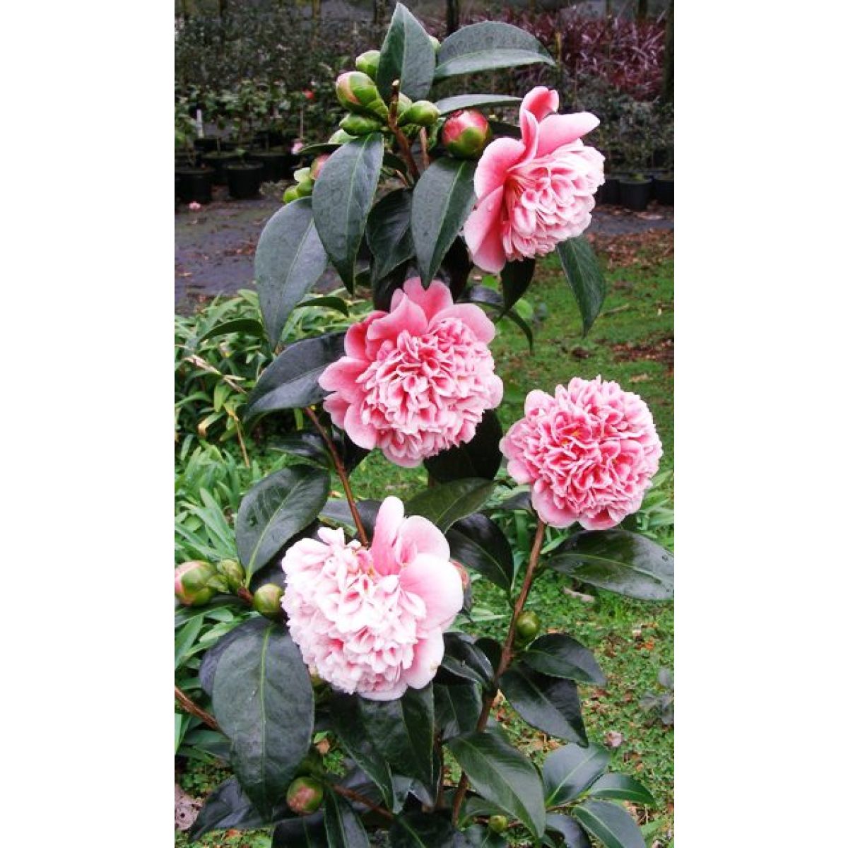 Camellia japonica Volunteer - Exquisite Large Flowered Evergreen in Bud - LARGE Specimen