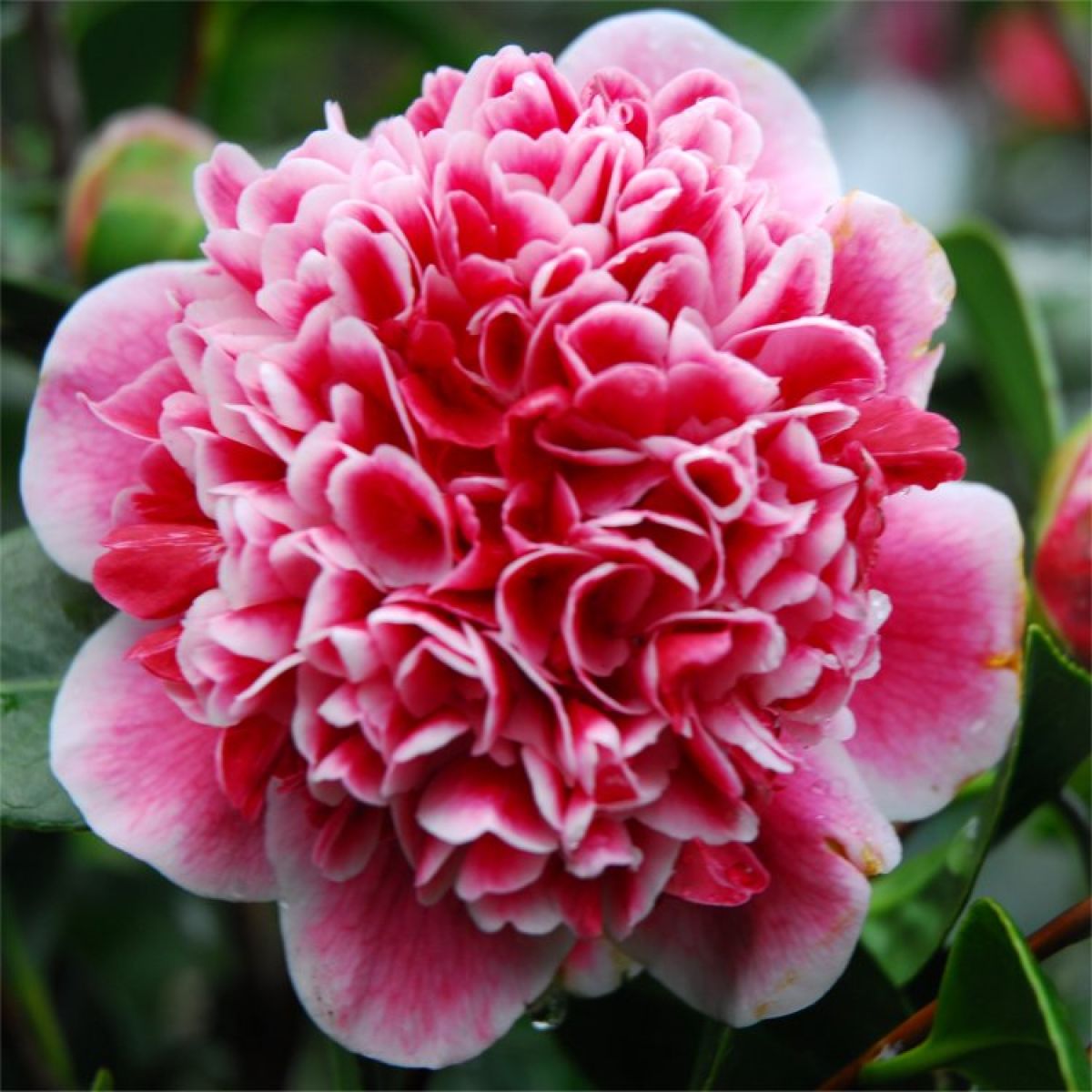 Camellia japonica Volunteer - Exquisite Large Flowered Evergreen in Bud - LARGE Specimen