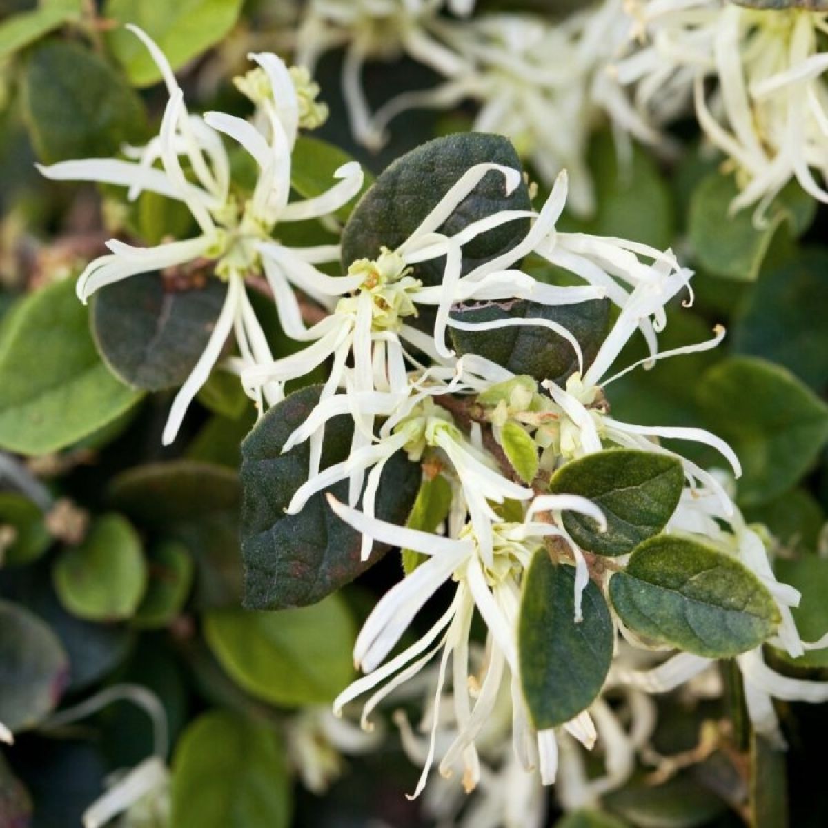 Loropetalum chinensis Carolina Moonlight - Emerald Snow Dance Chinese Witch Hazel