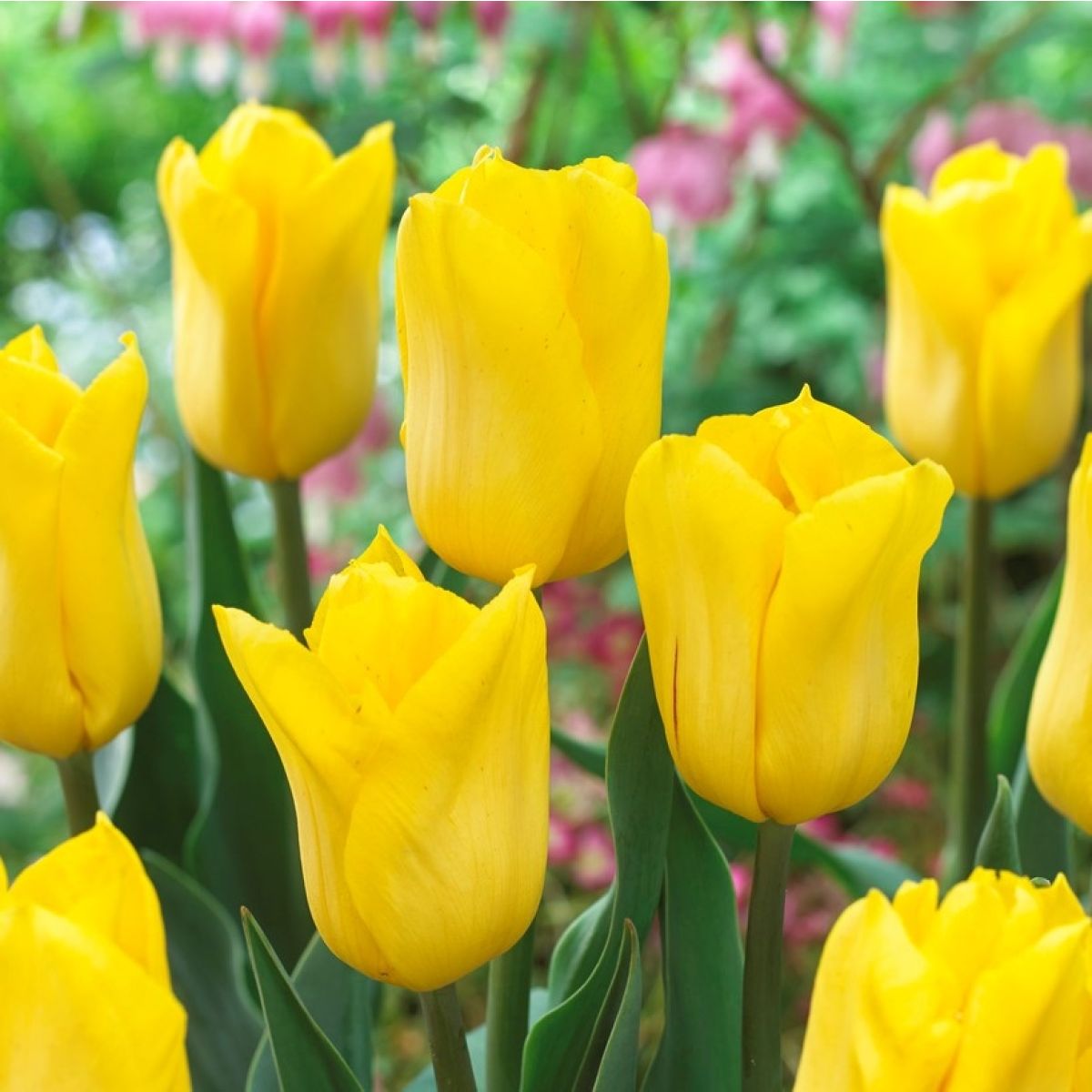 Tulip Yellow Flight main product photo