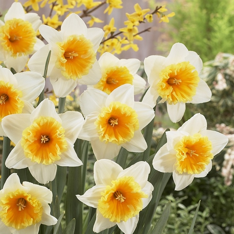 Daffodil Orange Ice Follies - Pack of 15 Bulbs