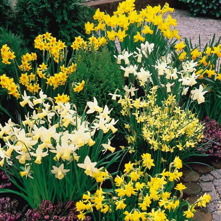 Narcissus Dwarf Rockery Mixture - Daffodils - Pack of 40 Bulbs
