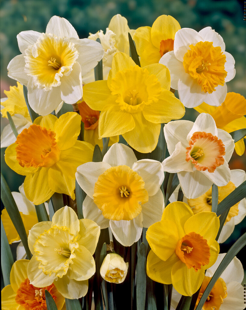 Narcissus Single Mix - Pack of 15 Daffodil Bulbs