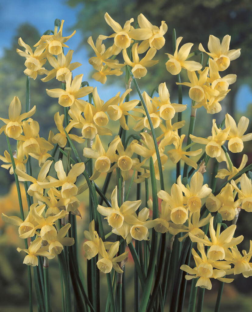 Narcissus Hawera - Pack of 25 Bulbs