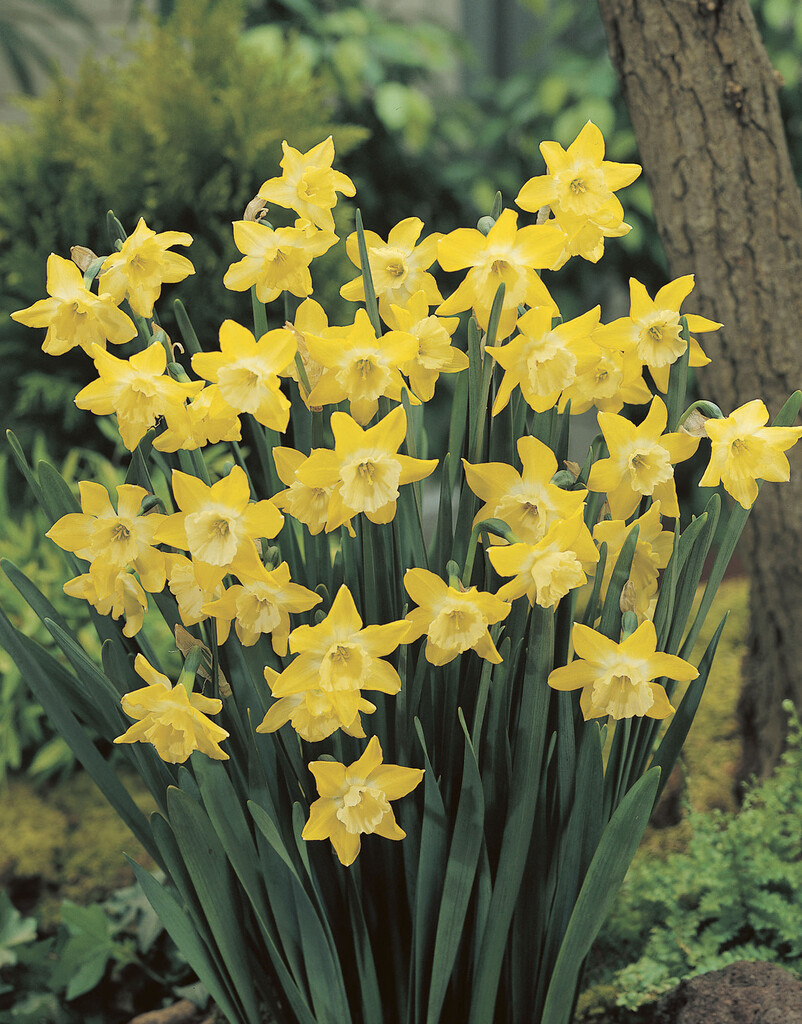 Narcissus 'Dickcissel' - Pack of 25 Bulbs