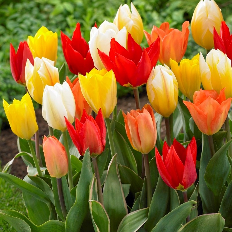 Tulip Fosteriana Emperor Mixed - Pack of 25 Bulbs