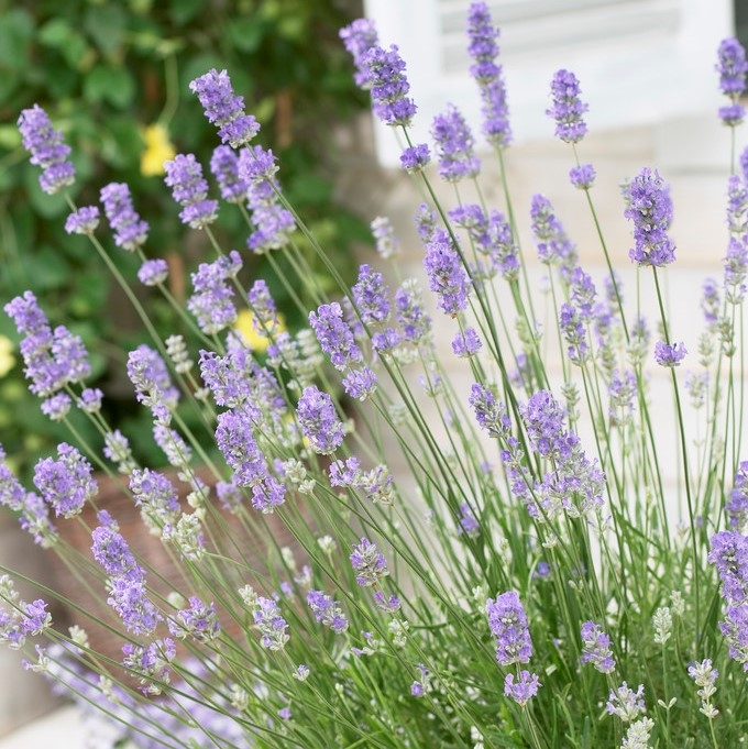 Lavendula intermedia Grosso - Fragrant Lavender