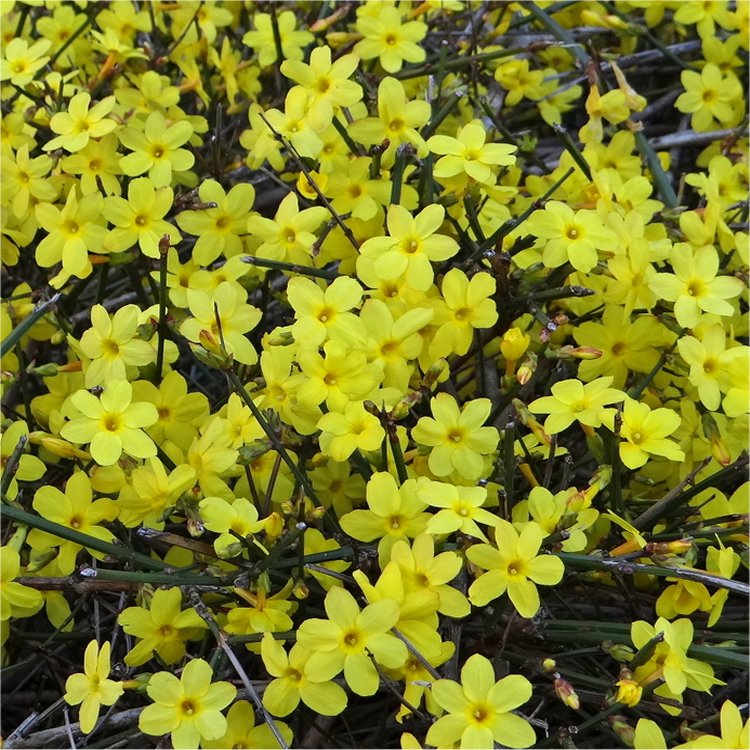 Gardening Express Bushes Shrubs