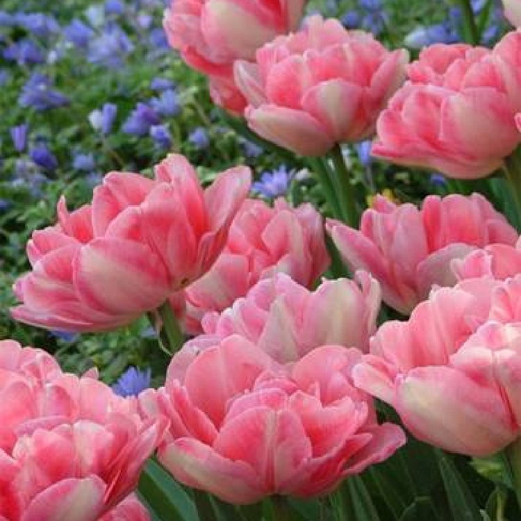 WINTER SALE Double Pink Peony Flowered Tulips 50 Bulbs eBay