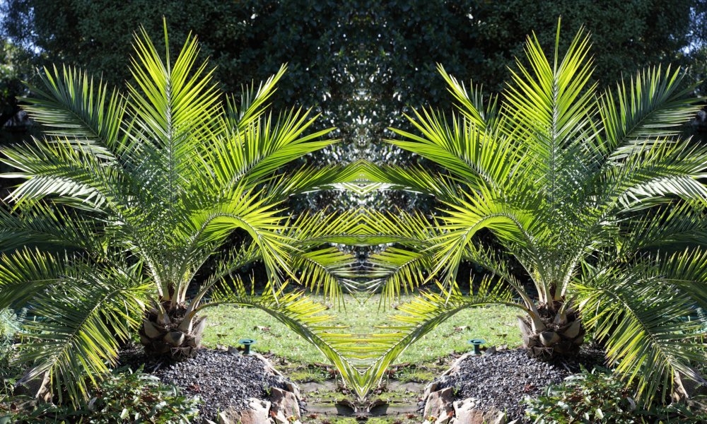 Pair of 1.2m Canary Island Phoenix Date Palms - Perfect for Patio Planters