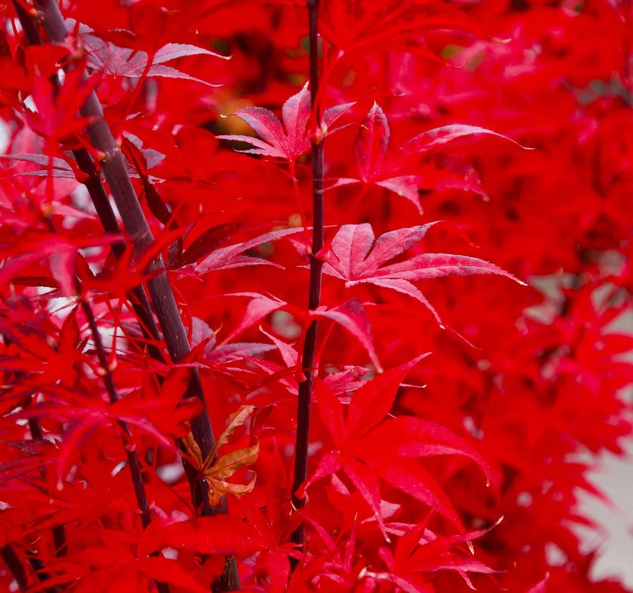 Acer Japanese Maple Tree - Skeeters Broom - Large 170cms tall