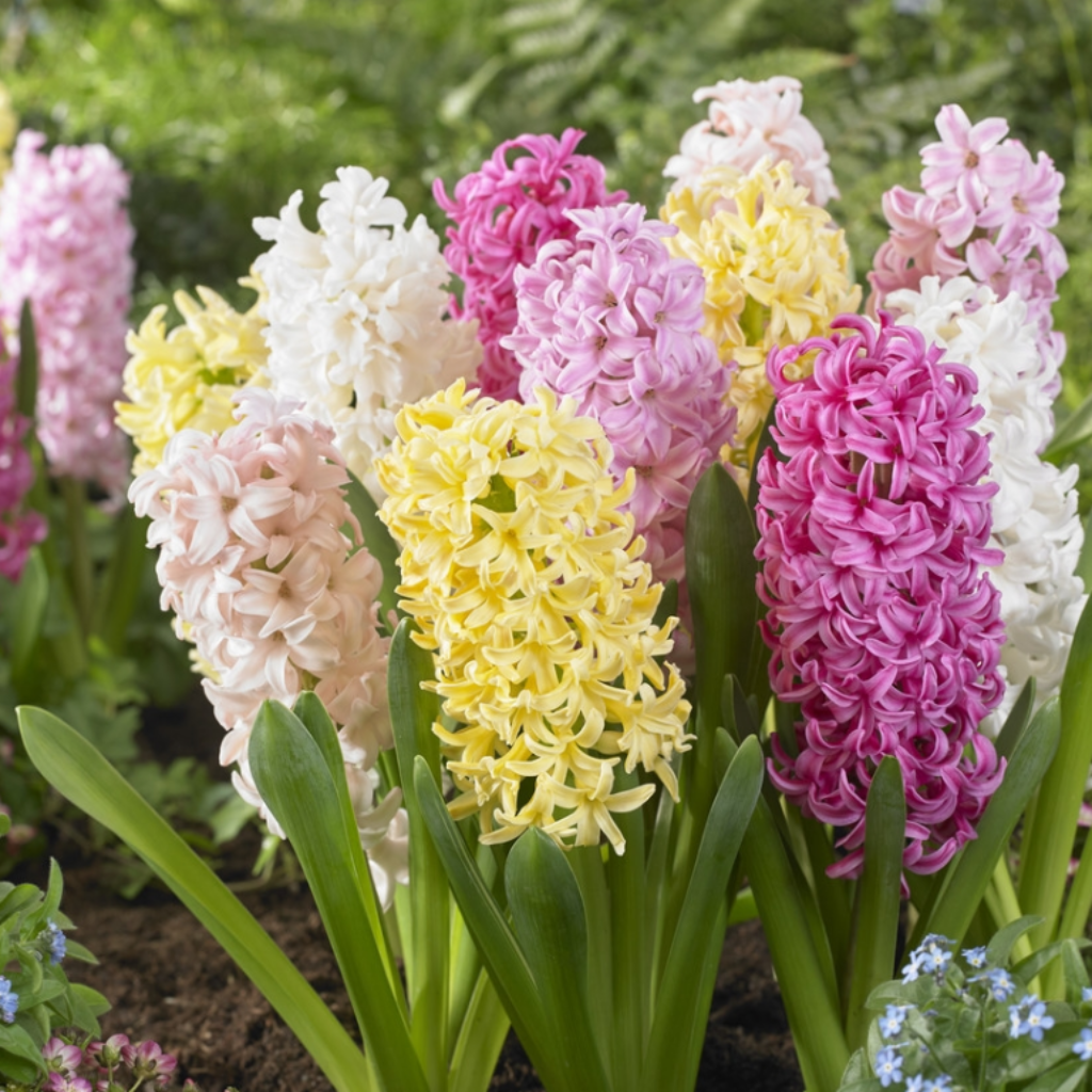 Designer Collection: Sweet Candy Pastel Mixed Hyacinths - Pack of 8 Bulbs