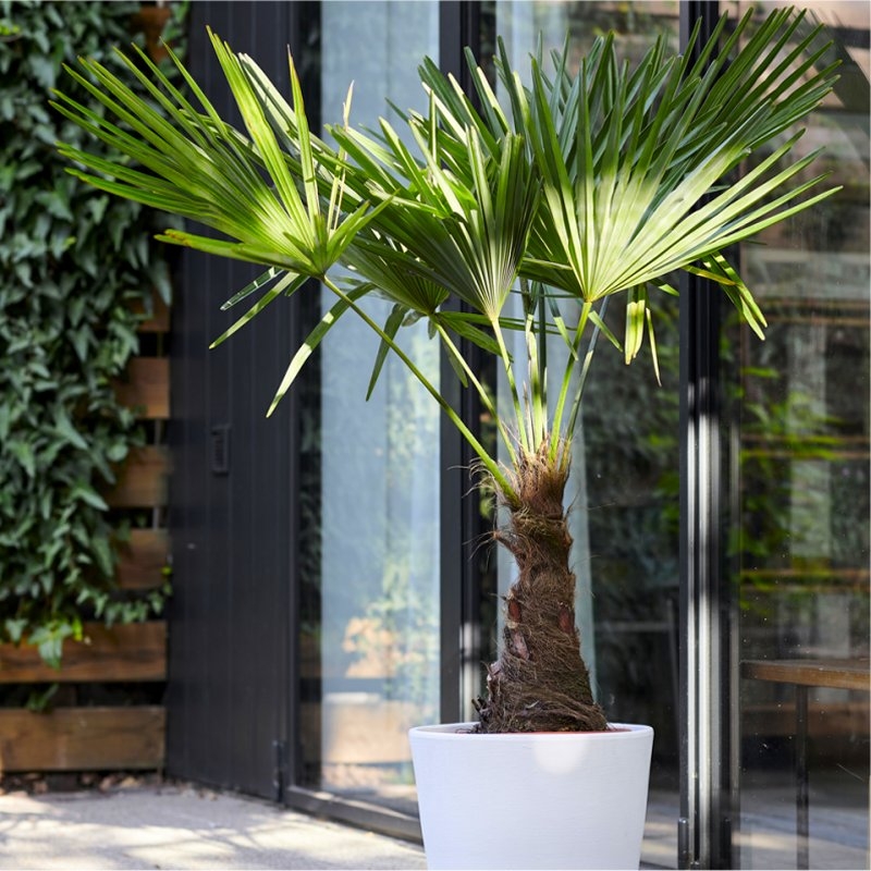 Trachycarpus fortunei - LARGE Hardy Windmill Palm - 100-120cms+