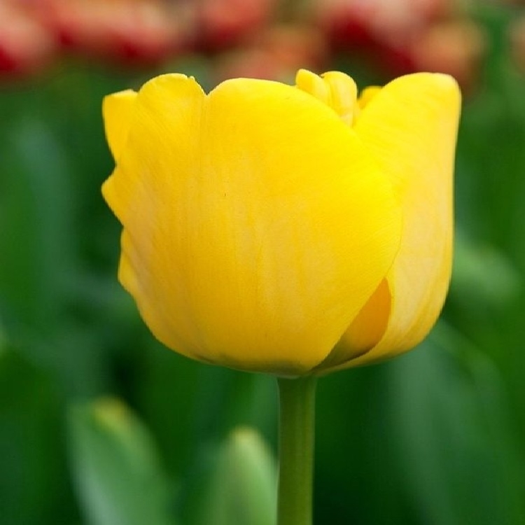 Tulip Darwin 'Golden Apeldoorn' - Pack of 25 Bulbs