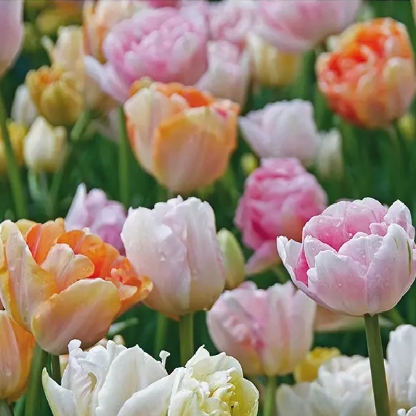 Tulip Pastel Double Mixed Shades - Pack of 25 Bulbs - Designer Blend