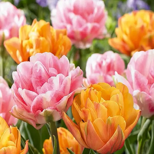 Tulip ‘Tropical Dreams’ Pack of 25 Bulbs