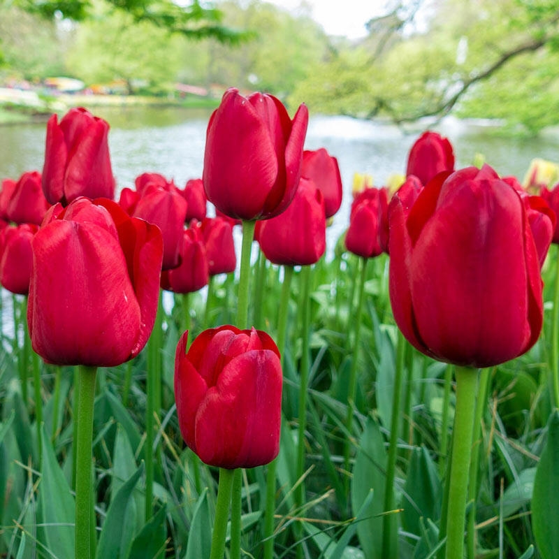 Tulip 'Triumph Red' - Pack of 25 Bulbs