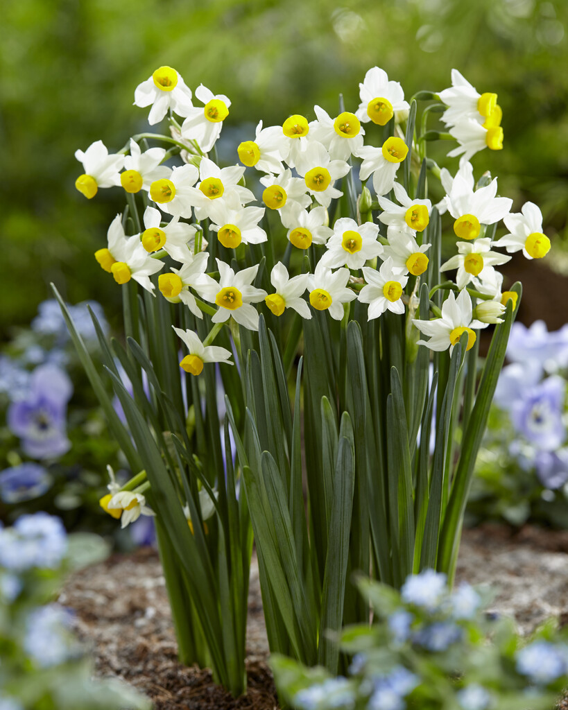 Narcissus Canaliculatus - Pack of 25 Bulbs