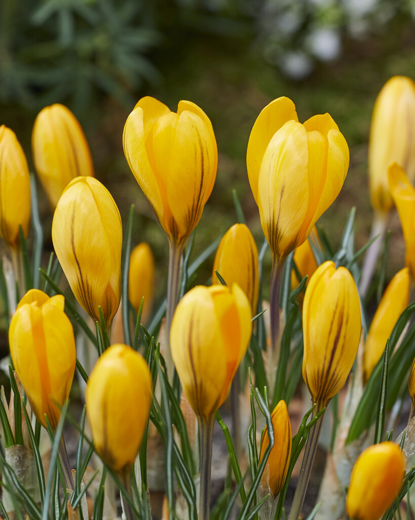 Crocus Flavus Yellow - Pack of 40 Bulbs