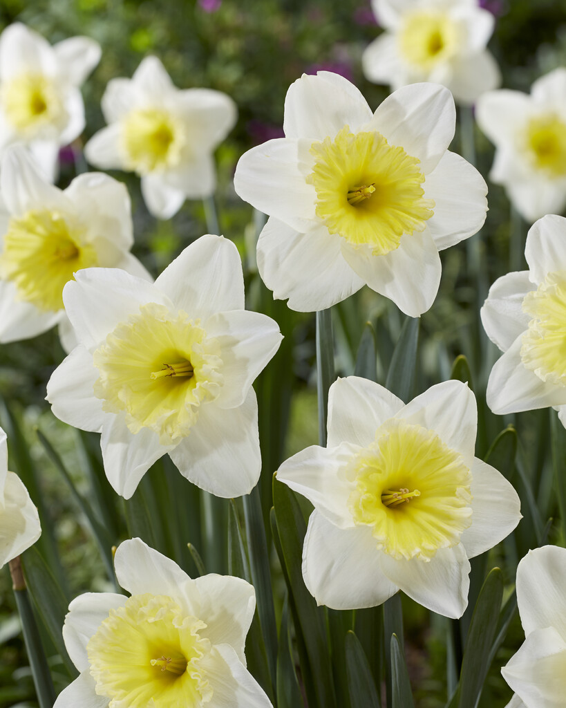 Daffodil The Ice Follies - Pack of 15 Bulbs