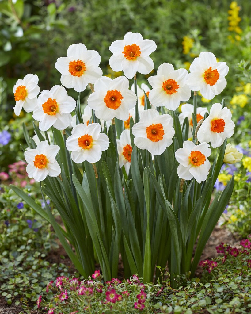 Daffodil Barret Browning - Pack of 15 Bulbs