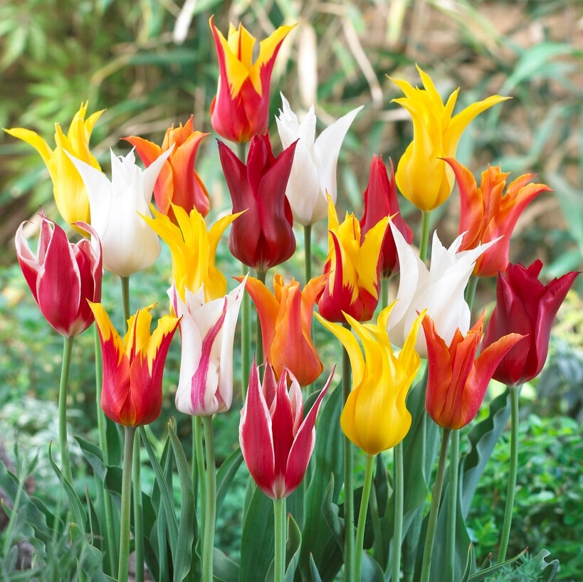 Tulip Lily Flowering Ballerina Ladies - Pack of 25 Bulbs