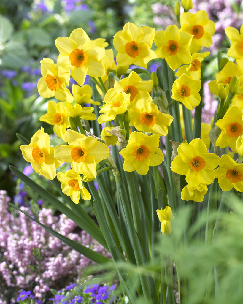Narcissus Hoopoe - Pack of 25 Bulbs